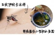 全球“最毒”的蚊子为何批量北上？专家揭示白纹伊蚊北迁祸因及防蚊绝招