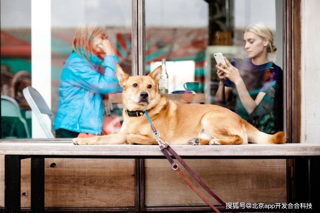 上海app开发，母婴备孕app开发如何脱颖而出？