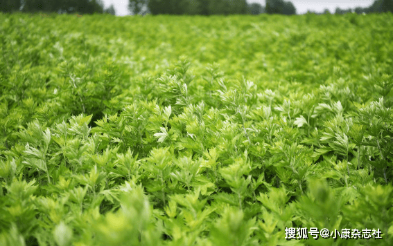 近期突然爆火！有人近200元买一把，菜市场只卖1元……